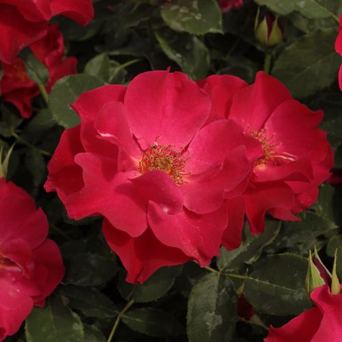 Shop - Rosa Anna Mège™ - rot - floribundarosen - diskret duftend - Dominique Massad - Ihre gruppenweise blühenden, etwas rüschigen Blüten sind sehr gut geeignet als Abschluss von Blumenbeeten.